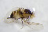  ( - BIOUG06055-E02)  @12 [ ] CreativeCommons - Attribution Non-Commercial Share-Alike (2015) Unspecified SNSB, Zoologische Staatssammlung Muenchen