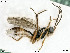  ( - BIOUG06059-D11)  @13 [ ] by-nc-sa (2020) SNSB, Staatliche Naturwissenschaftliche Sammlungen Bayerns SNSB, Zoologische Staatssammlung Muenchen