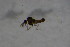  ( - BIOUG06065-A05)  @12 [ ] CreativeCommons - Attribution Non-Commercial Share-Alike (2015) Unspecified SNSB, Zoologische Staatssammlung Muenchen