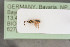  ( - BIOUG06089-E01)  @12 [ ] by-nc-sa (2020) SNSB, Staatliche Naturwissenschaftliche Sammlungen Bayerns SNSB, Zoologische Staatssammlung Muenchen
