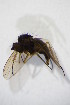  (Gymnopternus brevicornis - BIOUG06097-F06)  @12 [ ] CreativeCommons - Attribution Non-Commercial Share-Alike (2015) Unspecified SNSB, Zoologische Staatssammlung Muenchen