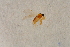 ( - BIOUG06517-F09)  @12 [ ] CreativeCommons - Attribution Non-Commercial Share-Alike (2015) Unspecified SNSB, Zoologische Staatssammlung Muenchen