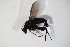  (Dolichopus atripes - BIOUG06911-D10)  @13 [ ] CreativeCommons - Attribution Non-Commercial Share-Alike (2015) Unspecified SNSB, Zoologische Staatssammlung Muenchen