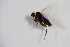  ( - BIOUG07406-F07)  @12 [ ] CreativeCommons - Attribution Non-Commercial Share-Alike (2015) Unspecified SNSB, Zoologische Staatssammlung Muenchen