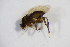  ( - BIOUG07407-B10)  @12 [ ] CreativeCommons - Attribution Non-Commercial Share-Alike (2015) Unspecified SNSB, Zoologische Staatssammlung Muenchen