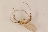  ( - BIOUG07407-H09)  @13 [ ] CreativeCommons - Attribution Non-Commercial Share-Alike (2015) Unspecified SNSB, Zoologische Staatssammlung Muenchen