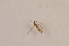  (Corynoptera membranigera - BIOUG07408-F09)  @12 [ ] CreativeCommons - Attribution Non-Commercial Share-Alike (2015) Unspecified SNSB, Zoologische Staatssammlung Muenchen