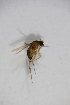  ( - BIOUG07410-E03)  @12 [ ] CreativeCommons - Attribution Non-Commercial Share-Alike (2015) Unspecified SNSB, Zoologische Staatssammlung Muenchen