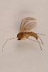  ( - BIOUG07418-B02)  @12 [ ] CreativeCommons - Attribution Non-Commercial Share-Alike (2015) Unspecified SNSB, Zoologische Staatssammlung Muenchen