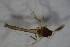  ( - BIOUG07508-H09)  @12 [ ] CreativeCommons - Attribution Non-Commercial Share-Alike (2015) Unspecified SNSB, Zoologische Staatssammlung Muenchen