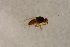  ( - BIOUG07510-B01)  @12 [ ] CreativeCommons - Attribution Non-Commercial Share-Alike (2015) Unspecified SNSB, Zoologische Staatssammlung Muenchen
