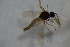  ( - BIOUG07563-H10)  @12 [ ] CreativeCommons - Attribution Non-Commercial Share-Alike (2015) Unspecified SNSB, Zoologische Staatssammlung Muenchen