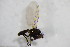  ( - BIOUG07564-H10)  @12 [ ] CreativeCommons - Attribution Non-Commercial Share-Alike (2015) Unspecified SNSB, Zoologische Staatssammlung Muenchen