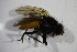  ( - BIOUG07570-F01)  @11 [ ] CreativeCommons - Attribution Non-Commercial Share-Alike (2015) Unspecified SNSB, Zoologische Staatssammlung Muenchen
