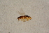  ( - BIOUG07647-G02)  @12 [ ] CreativeCommons - Attribution Non-Commercial Share-Alike (2015) Unspecified SNSB, Zoologische Staatssammlung Muenchen