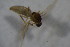  ( - BIOUG07647-H03)  @12 [ ] CreativeCommons - Attribution Non-Commercial Share-Alike (2015) Unspecified SNSB, Zoologische Staatssammlung Muenchen