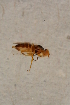  ( - BIOUG07649-F06)  @12 [ ] CreativeCommons - Attribution Non-Commercial Share-Alike (2015) Unspecified SNSB, Zoologische Staatssammlung Muenchen
