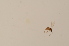  (Scatopsciara dentifera - BIOUG07753-H11)  @12 [ ] CreativeCommons - Attribution Non-Commercial Share-Alike (2015) Unspecified SNSB, Zoologische Staatssammlung Muenchen