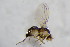  (Liriomyza sp - BIOUG07754-B06)  @12 [ ] CreativeCommons - Attribution Non-Commercial Share-Alike (2015) Unspecified SNSB, Zoologische Staatssammlung Muenchen