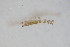  ( - BIOUG07758-C05)  @12 [ ] CreativeCommons - Attribution Non-Commercial Share-Alike (2015) Unspecified SNSB, Zoologische Staatssammlung Muenchen