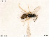  ( - BIOUG07802-A06)  @11 [ ] by-nc-sa (2020) SNSB, Staatliche Naturwissenschaftliche Sammlungen Bayerns SNSB, Zoologische Staatssammlung Muenchen