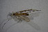 (Neoplatyura flava - BIOUG07927-F07)  @12 [ ] CreativeCommons - Attribution Non-Commercial Share-Alike (2015) Unspecified SNSB, Zoologische Staatssammlung Muenchen