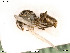  ( - BIOUG07946-G01)  @13 [ ] by-nc-sa (2020) SNSB, Staatliche Naturwissenschaftliche Sammlungen Bayerns SNSB, Zoologische Staatssammlung Muenchen