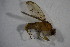  ( - BIOUG05876-H08)  @11 [ ] CreativeCommons - Attribution Non-Commercial Share-Alike (2015) Unspecified SNSB, Zoologische Staatssammlung Muenchen