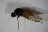  ( - BIOUG05876-H10)  @12 [ ] CreativeCommons - Attribution Non-Commercial Share-Alike (2015) Unspecified SNSB, Zoologische Staatssammlung Muenchen
