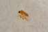  ( - BIOUG07264-A04)  @13 [ ] CreativeCommons - Attribution Non-Commercial Share-Alike (2015) Unspecified SNSB, Zoologische Staatssammlung Muenchen