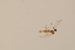  ( - BIOUG07266-C10)  @12 [ ] CreativeCommons - Attribution Non-Commercial Share-Alike (2015) Unspecified SNSB, Zoologische Staatssammlung Muenchen