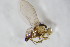  ( - BIOUG07950-H06)  @13 [ ] CreativeCommons - Attribution Non-Commercial Share-Alike (2015) Unspecified SNSB, Zoologische Staatssammlung Muenchen