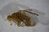  ( - BIOUG08096-F10)  @11 [ ] CreativeCommons - Attribution Non-Commercial Share-Alike (2015) Unspecified SNSB, Zoologische Staatssammlung Muenchen