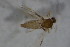 ( - BIOUG08131-H01)  @12 [ ] CreativeCommons - Attribution Non-Commercial Share-Alike (2015) Unspecified SNSB, Zoologische Staatssammlung Muenchen