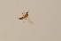  (Corynoptera postglobiformis - BIOUG08132-E11)  @12 [ ] CreativeCommons - Attribution Non-Commercial Share-Alike (2015) Unspecified SNSB, Zoologische Staatssammlung Muenchen