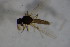  ( - BIOUG08137-G04)  @12 [ ] CreativeCommons - Attribution Non-Commercial Share-Alike (2015) Unspecified SNSB, Zoologische Staatssammlung Muenchen