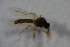  ( - BIOUG08140-A07)  @12 [ ] CreativeCommons - Attribution Non-Commercial Share-Alike (2015) Unspecified SNSB, Zoologische Staatssammlung Muenchen