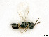  ( - BIOUG08175-C09)  @11 [ ] by-nc-sa (2020) SNSB, Staatliche Naturwissenschaftliche Sammlungen Bayerns SNSB, Zoologische Staatssammlung Muenchen