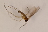  ( - BIOUG08210-E06)  @12 [ ] CreativeCommons - Attribution Non-Commercial Share-Alike (2015) Unspecified SNSB, Zoologische Staatssammlung Muenchen
