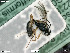  ( - BIOUG08212-D06)  @12 [ ] by-nc-sa (2020) SNSB, Staatliche Naturwissenschaftliche Sammlungen Bayerns SNSB, Zoologische Staatssammlung Muenchen
