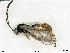 (Plectiscidea monticola - BIOUG08212-H08)  @14 [ ] by-nc-sa (2020) SNSB, Staatliche Naturwissenschaftliche Sammlungen Bayerns SNSB, Zoologische Staatssammlung Muenchen