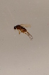  (Megaselia obscuripennis - BIOUG08251-A06)  @12 [ ] CreativeCommons - Attribution Non-Commercial Share-Alike (2015) Unspecified SNSB, Zoologische Staatssammlung Muenchen