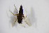  (Megaselia consetigera - BIOUG08254-G08)  @12 [ ] CreativeCommons - Attribution Non-Commercial Share-Alike (2015) Unspecified SNSB, Zoologische Staatssammlung Muenchen