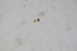  (Limnophyes sp. 9SW - BIOUG08315-A09)  @11 [ ] CreativeCommons - Attribution Non-Commercial Share-Alike (2015) Unspecified SNSB, Zoologische Staatssammlung Muenchen