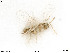  ( - BIOUG08360-F03)  @12 [ ] by-nc-sa (2020) SNSB, Staatliche Naturwissenschaftliche Sammlungen Bayerns SNSB, Zoologische Staatssammlung Muenchen