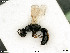  ( - BIOUG08360-F11)  @11 [ ] by-nc-sa (2020) SNSB, Staatliche Naturwissenschaftliche Sammlungen Bayerns SNSB, Zoologische Staatssammlung Muenchen