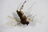  (Megaselia sepulchralis - BIOUG08362-G02)  @12 [ ] CreativeCommons - Attribution Non-Commercial Share-Alike (2015) Unspecified SNSB, Zoologische Staatssammlung Muenchen