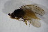  ( - BIOUG08369-G05)  @12 [ ] CreativeCommons - Attribution Non-Commercial Share-Alike (2015) Unspecified SNSB, Zoologische Staatssammlung Muenchen