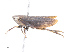  ( - CBG-A13310-D01)  @11 [ ] CreativeCommons - Attribution Share-Alike (2023) CBG Photography Group Centre for Biodiversity Genomics