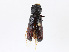  ( - CBG-A16678-A08)  @11 [ ] CreativeCommons - Attribution Share-Alike (2023) CBG Photography Group Centre for Biodiversity Genomics